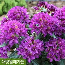만병초 12cm포트 정원수 꽃나무, 05. 호리존모나크, 1개