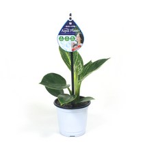 아쿠아플랜츠 필로덴드론 썬레드 공기정화 반려 식물, 썬레드(수경)