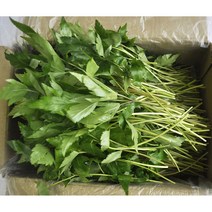 국내산 당귀잎 1kg 쌈당귀, 1박스, 2KG