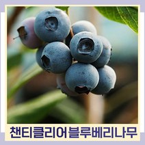 블루베리나무 묘목 챈티클리어 삽목7~8년생 결실주(분) 1개