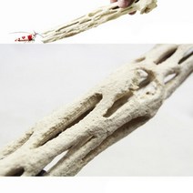 [피알피쉬]초야 선인장유목 프리미엄(Choya Wood 20cm)[바보사랑], 단일속성