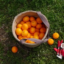 [아빠와딸] 산지 직송 제주 서귀포 고당도 천혜향 3kg 5kg 10kg 가정용 선물용 박스 무게 포함, 실속형, 5kg 실속형 중과(25내외)