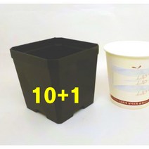 검정플분 파종분 7.5cm 6개