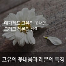 에티오피아 시다모G2 1kg 부드러운고유의꽃향 혀끝에맴도는잔향 레몬향 당일로스팅 신선한원두, 에스프레소분쇄