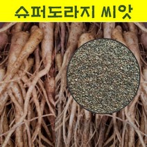 슈퍼도라지씨앗 30g/으뜸도라지종자/국내채종 wj103