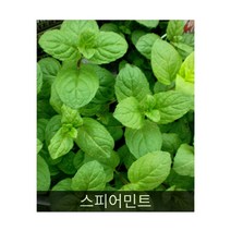 차로먹는허브 씨앗] 스피어민트 30립