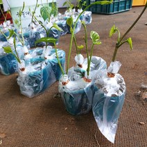 2022년도 하늘마 우주마 열매마 둥근마 모종 1주(포기) 지호네농장, 열매마모종_10(주)