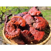 지리산 산청 약초 영지버섯 차 500g 건조 원형 자연산 국내산
