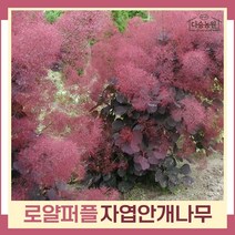 안개나무 묘목 자엽안개 로얄퍼플 실생2년생 뿌리묘 3개