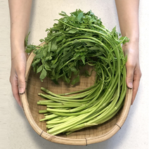 산해직송 국내산 돌미나리, 돌미나리 4kg