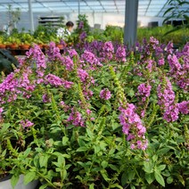 봄바람가든 붓들레아 핑크칩 15cm포트 꼼꼼한포장 왜성붓들레아, 1개