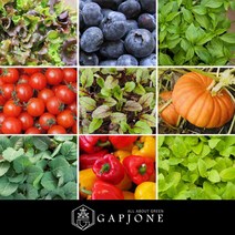 갑조네 텃밭모종 모음 베란다 텃밭 채소모종 고추모종 열매 채소 쌈채소 주말농장, 0-1.꽃상추(2개)+치마(2개)+아삭이(2개) 모종