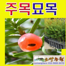 (D소망)주목 묘목(포트) 실생4년생 6그루