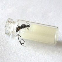 일본왕개미 분양 키우기 여왕 사육장 개미 성을 위한 특별 식품 간편하고 간편한 를 위한, 1개