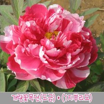 충주원예조경 개량꽃목단(도금) (1지뿌리묘), 주