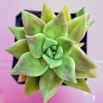 시트리나철화 물이들면 예뻐지는 다육식물020 랜덤발송, 단품