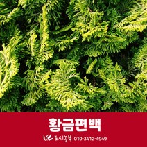 황금편백/삽목/2년/4주/묘목/도시농부/조경/정원