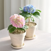 수국 생화 수국모종 식물키우기 화분 인테리어, 블루수국 식물만