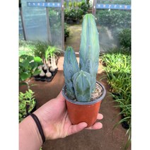 [근이네식물원] 용신목삼둥이, 1개