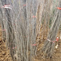 아로니아(결실주) 실생3년 특묘목 1주, 본상품선택, 1개