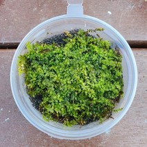덩굴초롱이끼 컵(8x3.5cm)/테라리움 비바리움 팔루다리움 DIY재료
