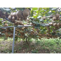 골드키위 참다래 국산 보성 키위 2kg 1kg대 특대 중자 대왕 점보 1박스 한박스, 보성 참다래 골드키위 소(26~32과)