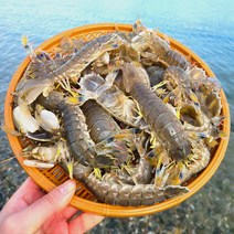 통영 자연산 갯가재 1kg 활갯가재 살아있는 쏙 들치 딱새 제철