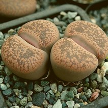 리톱스 예쁜다육 아우캠피아 군생 랜덤, 단품