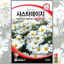 샤스타데이지 2000립 / 다년생 야생화 꽃씨 씨앗 화단 정원 꽃밭
