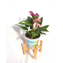 서비내 안스리움 지저우 Anthurium 12cm화분 보라꽃 사계절내내 꽃피는 공기정화식물 서비야드, 1개