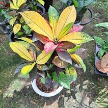 크론톤아스톤(대) 실내공기정화식물 공기청정식물, 본상품선택