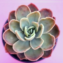 핑크베라 키우기 물이 들면 예뻐지는 다육식물 랜덤, 단품