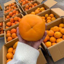 [산지직송-전남장성 유성농장] 아삭하고 달콤한 차량 단감 10kg (중과 53-55과)