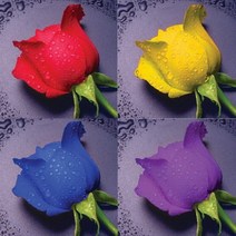 8000 크리스탈 십자수 1335 파란 장미, 파란장미, 1개