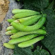 양주농부 클로렐라 (상)못난이오이 백다다기 오이 3.5kg 5kg 9kg (25개-50개), 클로렐라(상)못난이오이 3.5kg (22개-25개)