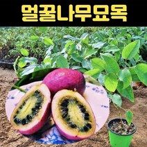 멀꿀묘목 포트묘 멀꿀나무 대과종 으름 나무 멍나무 벌꿀, 1개