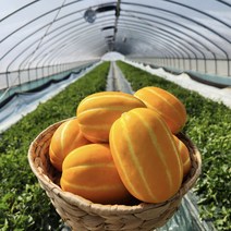 성주참외 당도보장 고당도 꿀참외, 2kg가정용(꼬꼬마한입)(11~17과)