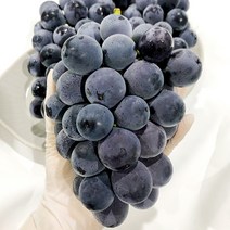 고당도 제철과일 거봉 포도 에어포장, 1개, 가정용 거봉포도2kg(3-4수)