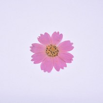 5 개가방 코스모스 gesang 꽃 말린 꽃 엠보싱 교사 39s day 수제 선물 diy 드립 접착제 눌러진 꽃 휴대 전화 케이스, 1