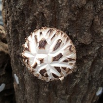 옛산골농장 무농약 건표고버섯 참나무재배 말린 마른 표고 참나무버섯, 1팩, 슬라이스 300g