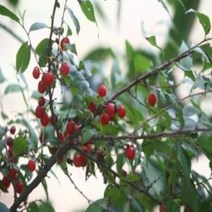 가정과수 이스라지 3년생 H06~08 산앵두 유실수과실수, 상품선택