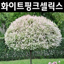 무늬버들(화이트핑크셀릭스) 삽3년 뿌리 5개/나무 묘목/활엽수/정원용