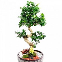 가지마루 펜다(大) ( FT0152 )[꽃배달서비스/축하화분/개업화분], 1개