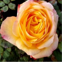 착한가격 나무생각 / 사계 명품 유럽 줄장미 / 에버골드 / 1~1.2m, 주