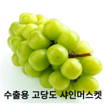국내산 프리미엄 샤인머스켓 1.5kg 2kg 수출용 망고포도 꿀포도 보장된 고당도 최상품 포도 제철과일 청포도, 1등급 수출용 1.5kg(2~3송이)