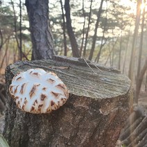 향부터 다른 자연산 말린표고버섯 효능(통표고) 80g