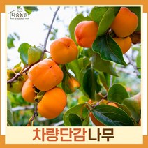 감나무 묘목 차량단감 접목1년생 뿌리묘 3개