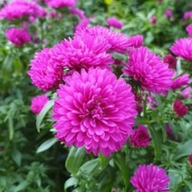 [초화]공작아스타-핫핑크