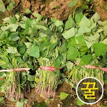 더야채 해남 산지직송 꿀 고구마모종 고구마순 5kg