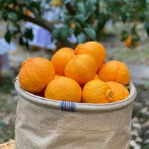 제주 한라봉 가정용 중과 대과 못난이 3kg 4.5kg 9kg, 선물용 5kg(15과 내외)